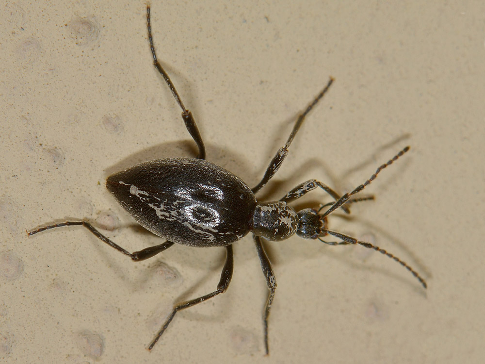 Scydmenidae: Palaeostigus heydenii e P. pilifer